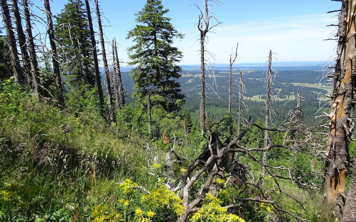 Im Jura kämpfen immer mehr Rottannen ums Überleben, wie hier bei den Aiguilles de Baulmes im Waadtland.  