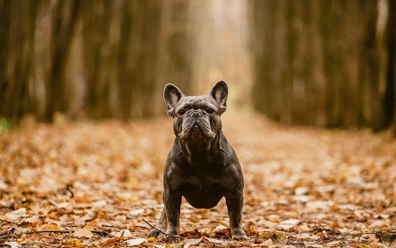 Französische Bulldogge