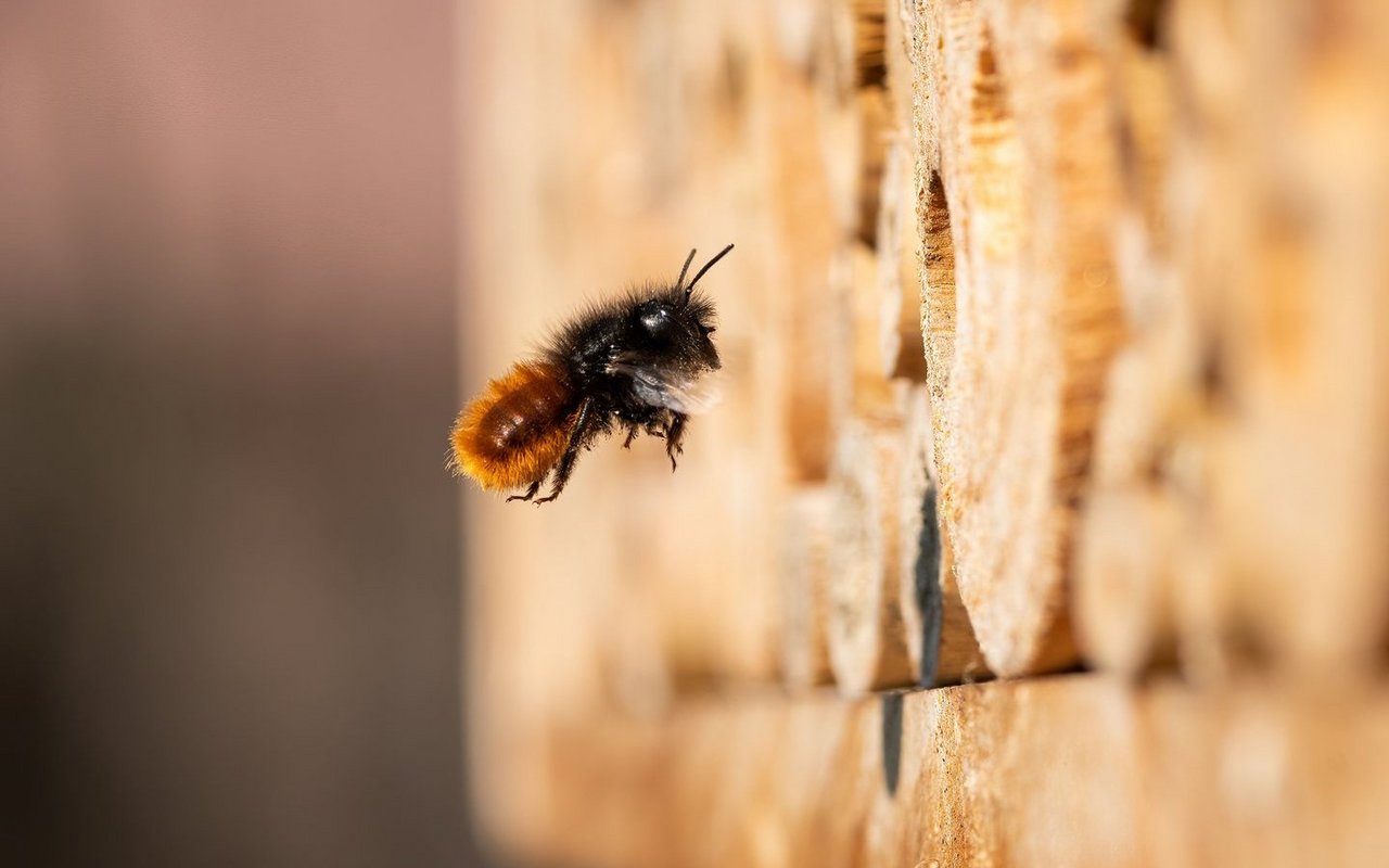 Bienen sind unverzichtbar, ob Honigbienen oder Wildbienen.