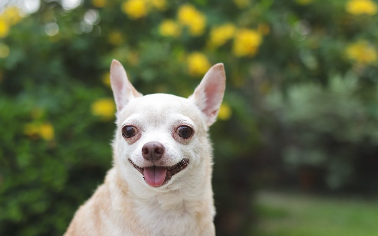 Der Chihuahua belegt mit 39 Prozent aller Stimmen den Platz als nervigster Hund.