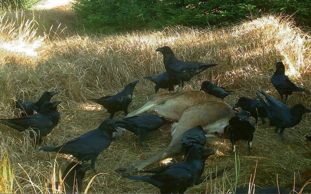 Auch für Krähen ist ein Rehkadaver ein Festmal. 