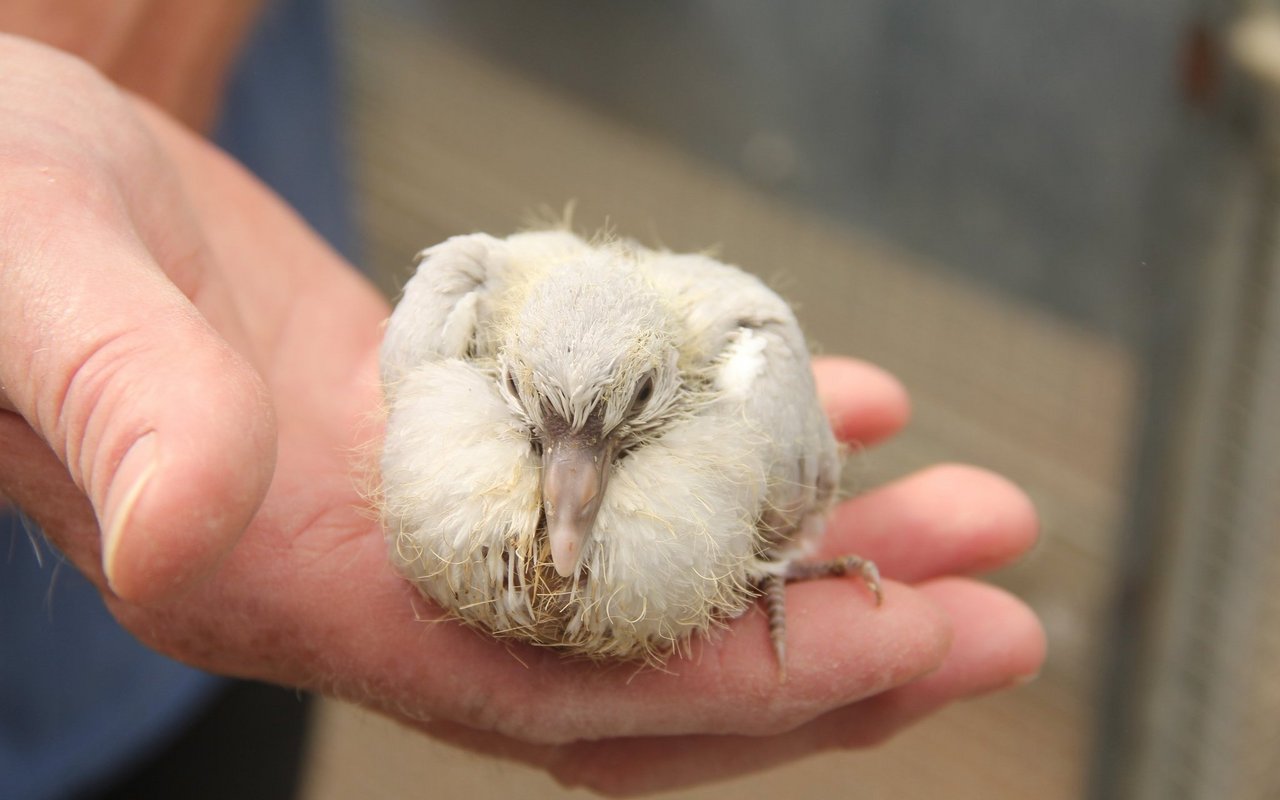 Tauben legen immer zwei Eier. Hier eine junge Lachtaube beim Züchter Pierre-Alain Leutwiler. 