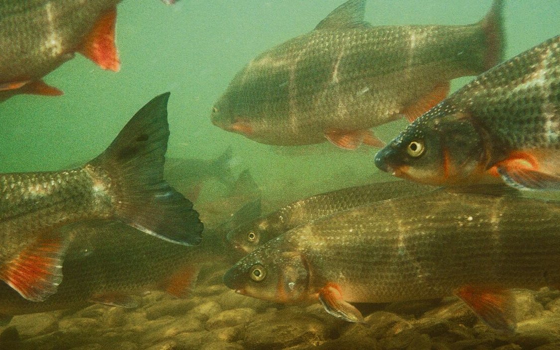 Nasen bilden grosse, oft mehrere hundert Tiere zählende Schwärme.