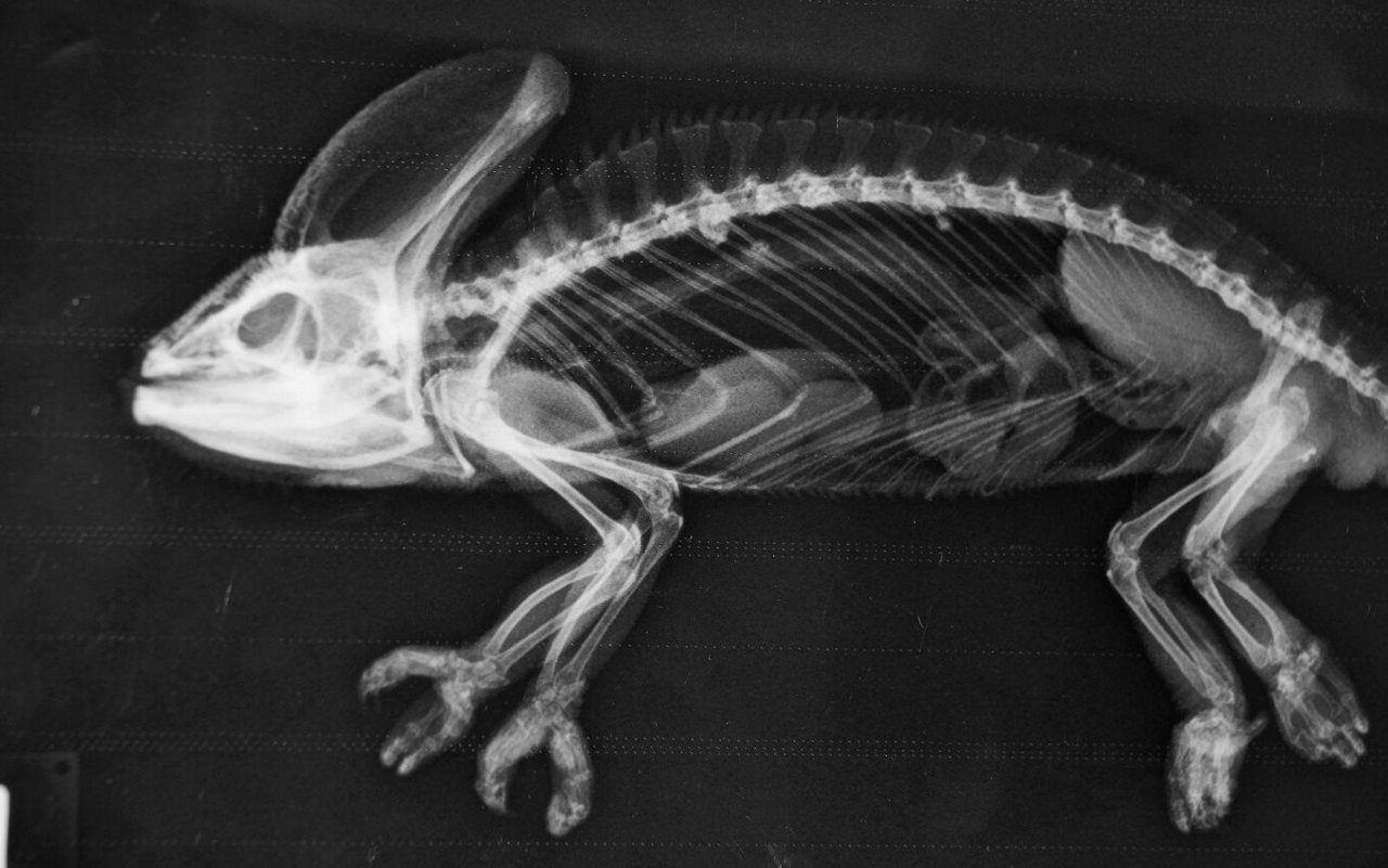 Auch Chamäleons kommen bei Bedarf im Zoo Basel ins Röntgen. 