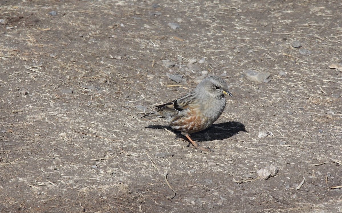 Die Alpenbraunelle lebt in grosser Höhe, so auch auf der Gemmi weit über der Baumgrenze. 