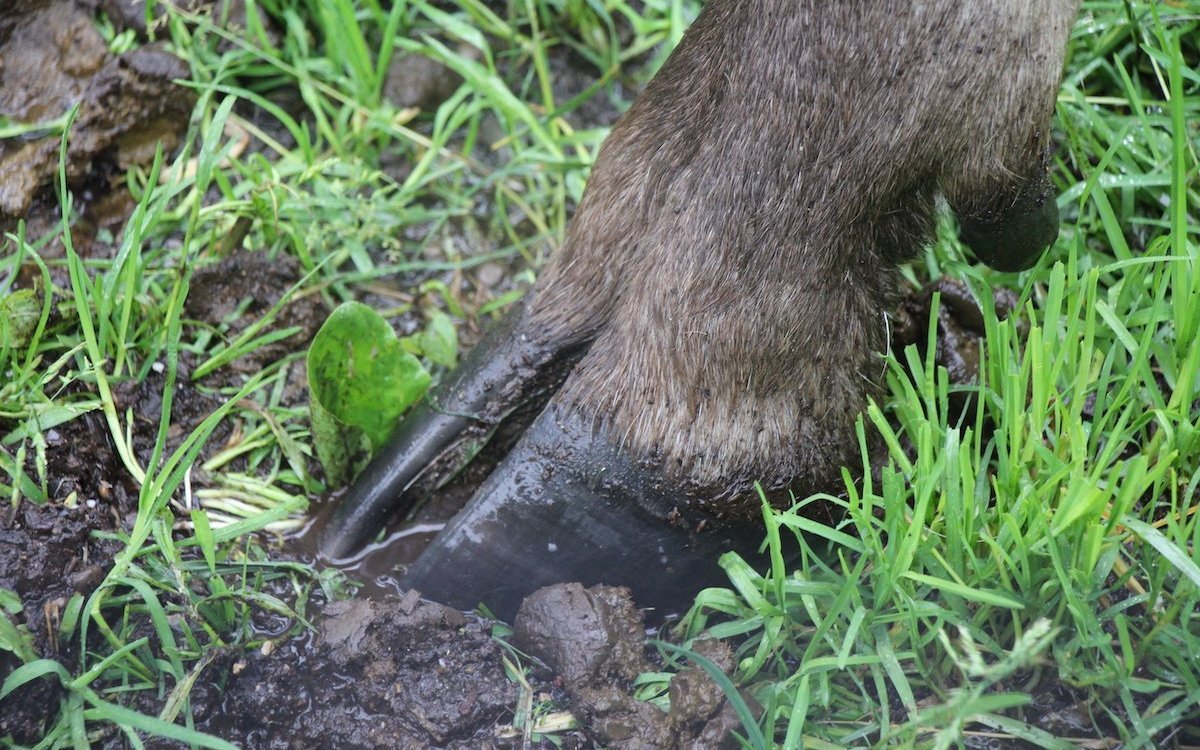 Der Elch gehört innerhalb der Paarhufer zur Familie der Hirsche.  