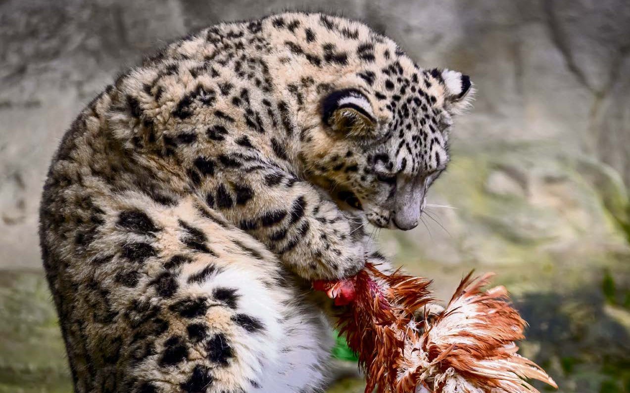 Wenn immer möglich, verfüttern Zoos getötete Tiere an Fleischfresser.