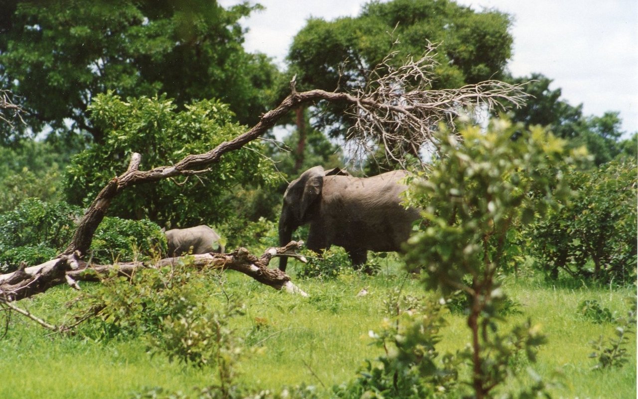 Im Wald von Boromo am Schwarzen Volta leben nicht nur Elefanten, sondern auch Senegalpapageien. 