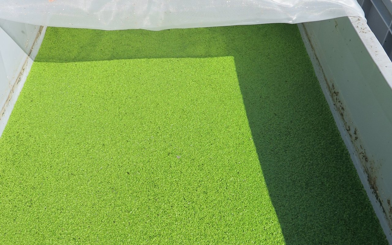 Der grosse Vorteil von Wasserlinsen ist, dass sie sich extrem schnell vermehren.