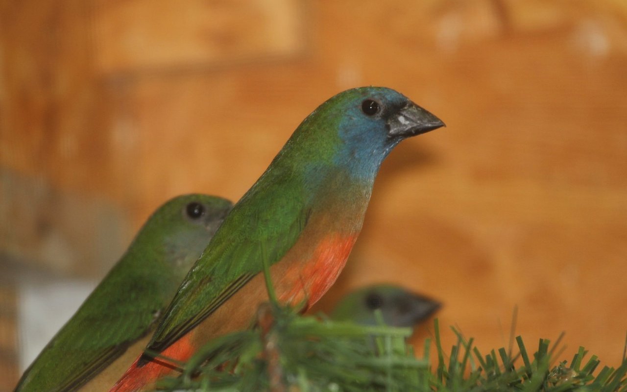 Lauchgrüne Papageiamadinen können am besten im Schwarm gezüchtet werden. 