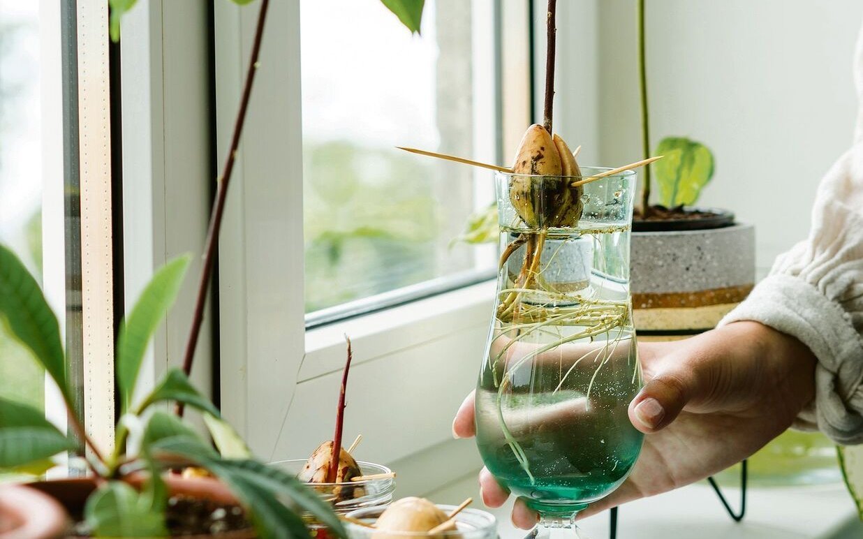 Bis Avocadokerne im Wasserglas anwurzeln, kann es lange dauern. 