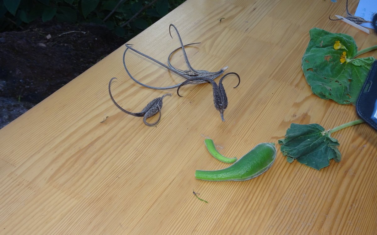 Der Samenstand der Proboscidea verfängt sich im Fell eines Säugetiers. 