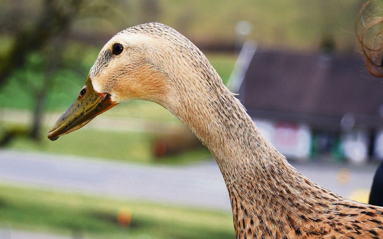Laufenten gibt es in vielen verschiedenen Farbenschlägen. Hier ein Weibchen in der Wildfarbe. 
