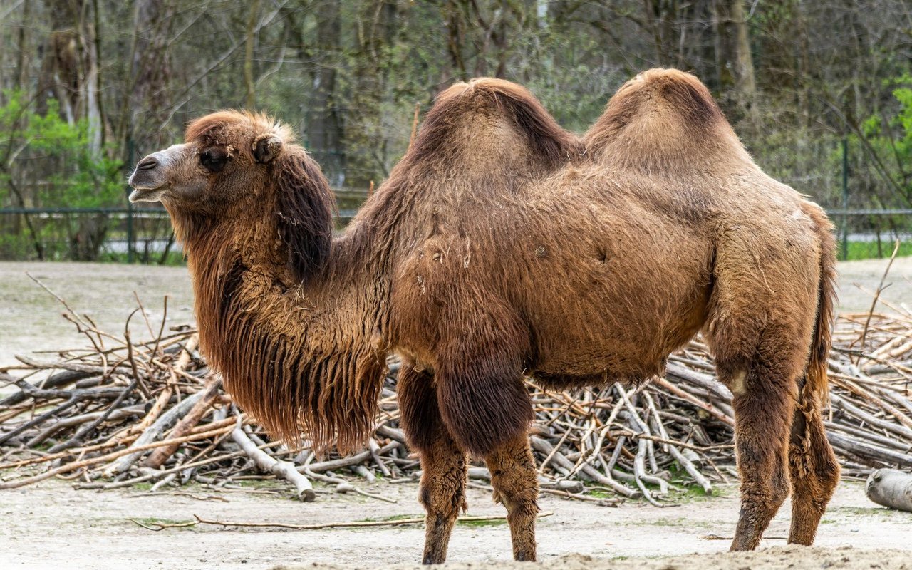 Trampeltiere werden oft fälschlicherweise als einzig wahre Kamele angesehen.