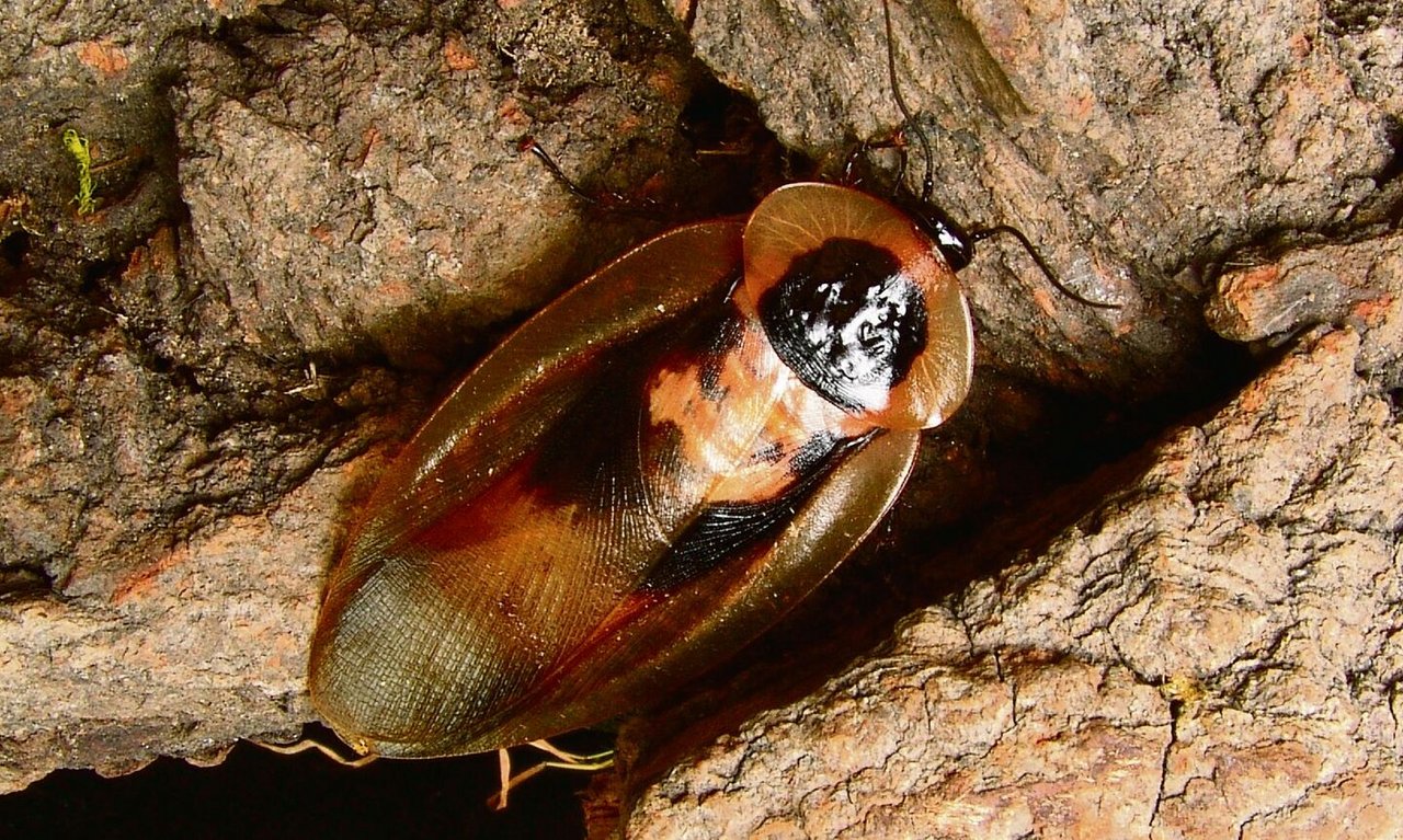 Die Totenkopfschabe gehört zu den grössten Schaben der Welt.