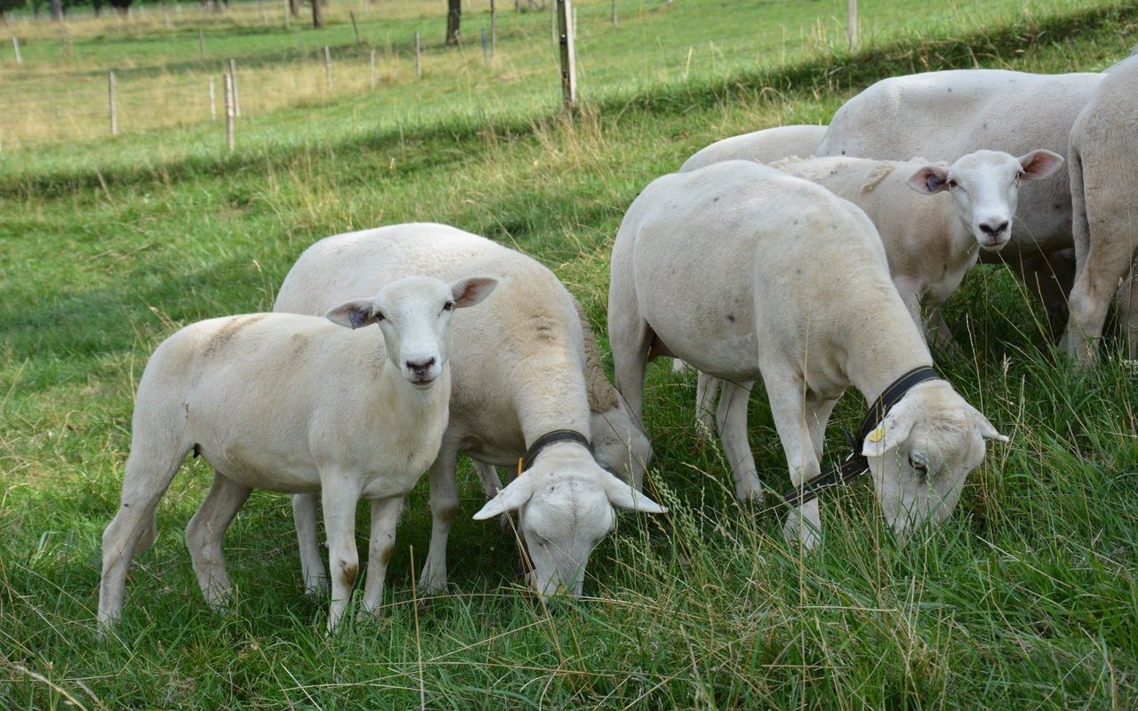 Am einfachsten erkennt man Nolana-Schafe, wenn sie mitten im Fellwechsel stecken. 