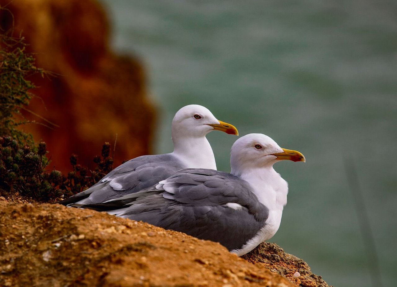 Bei Möwen tun sich Weibchen gerne in Paaren zusammen, um ihre Jungenaufzuziehen.