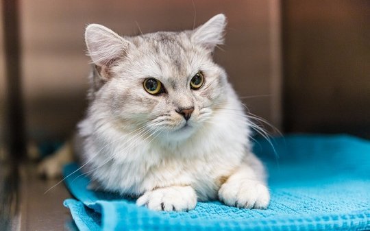 Das Chippen einer Katze ist ein schneller und nahezu schmerzloser Vorgang. 
