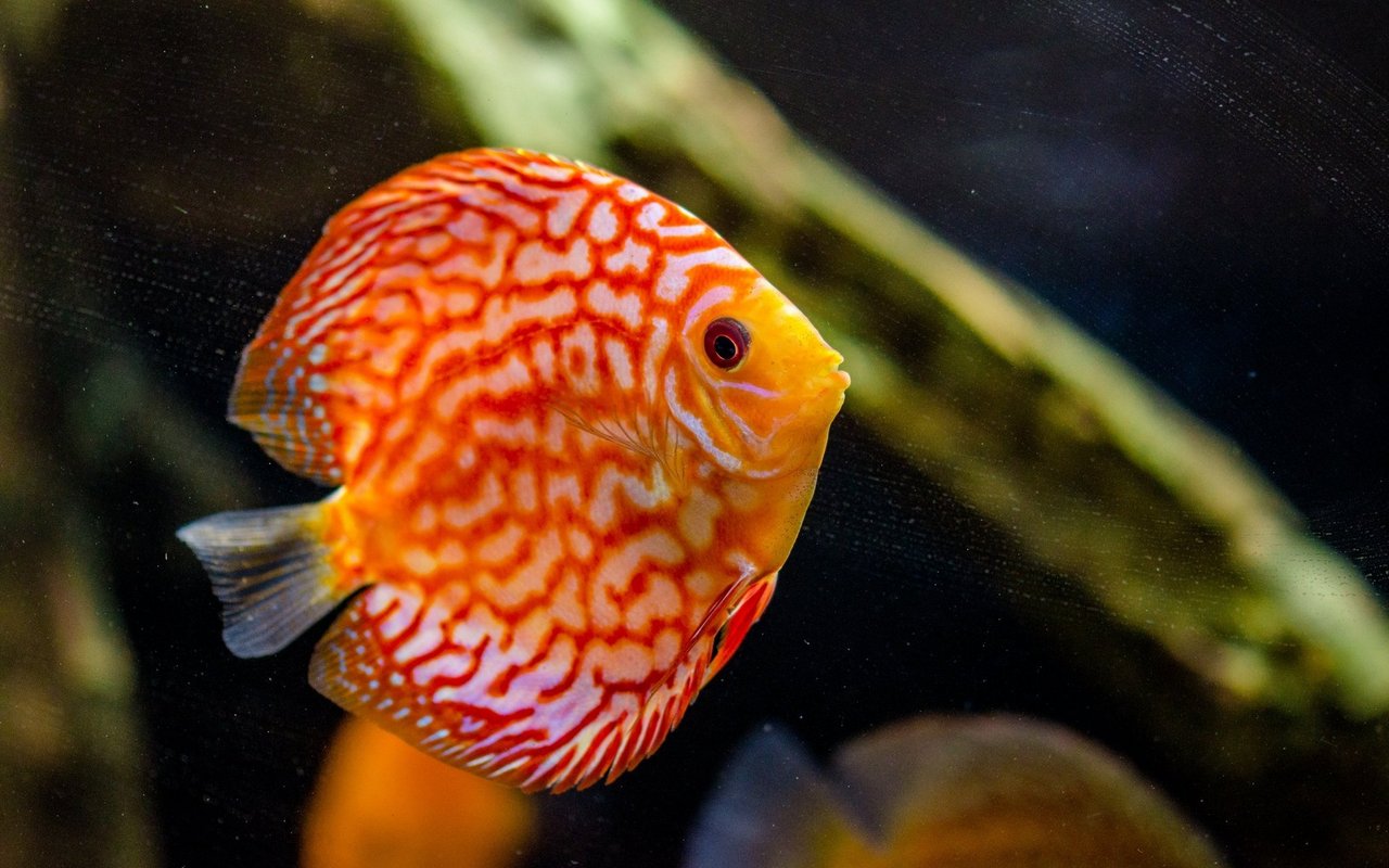 Diskusfische gibt es vielen Farbkombinationen. Die Fische mit gezüchteten Farbkombinationen werden von ihren Artgenossen aber nicht mehr als solche erkannt. 