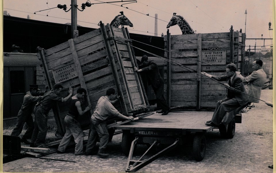 Giraffen am Bahnhof Basel SBB 1947
