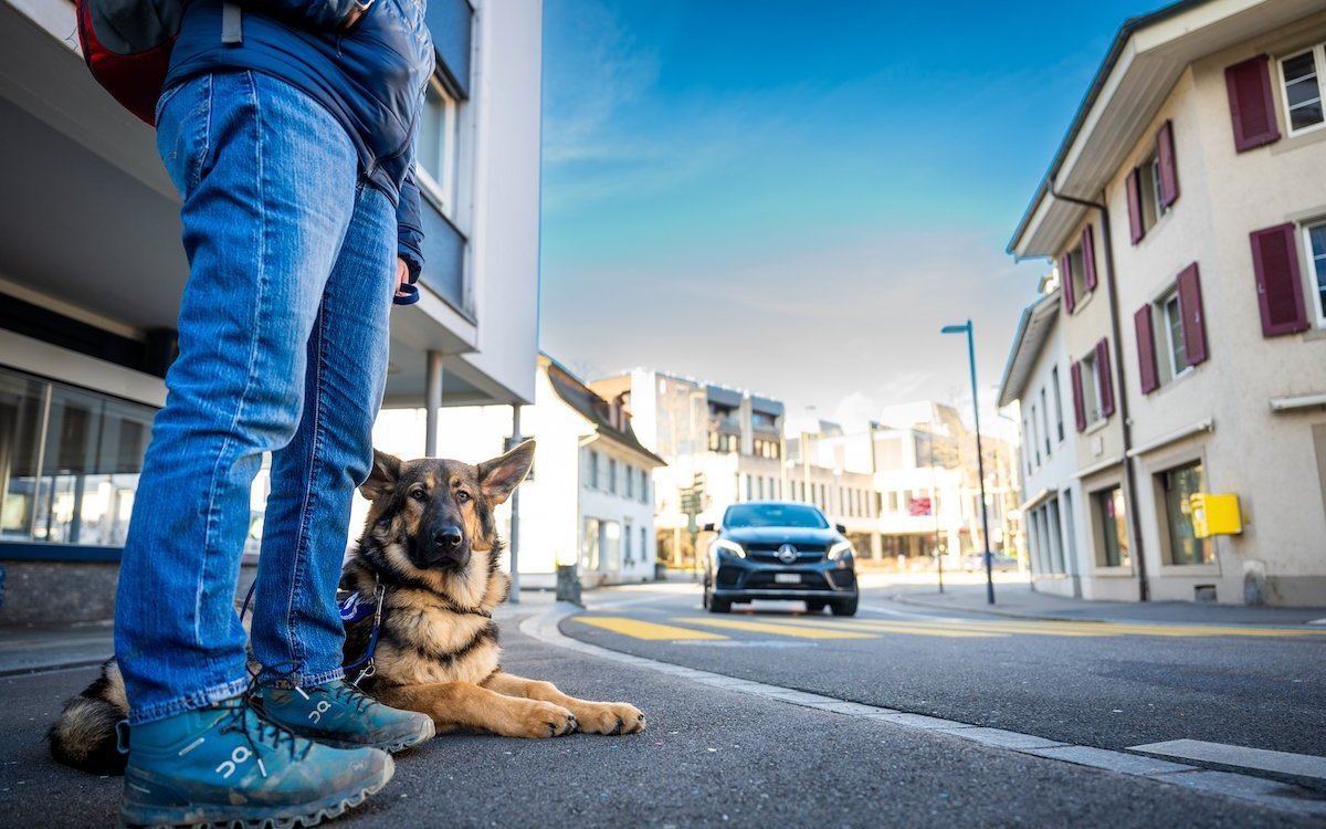Hunde müssen lernen, dass heranfahrende Autos nicht gefährlich sind, wenn sie sich auf dem Trottoir befinden. 