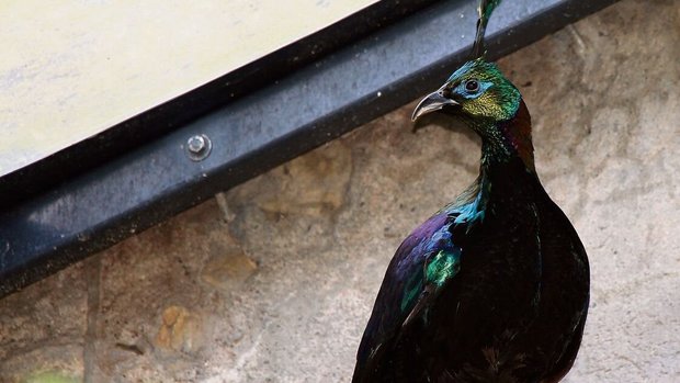 Das Männchen des Rostschwanz-Glanzfasans hat eine Krone und ein schillerndes, funkelndes Gefieder.