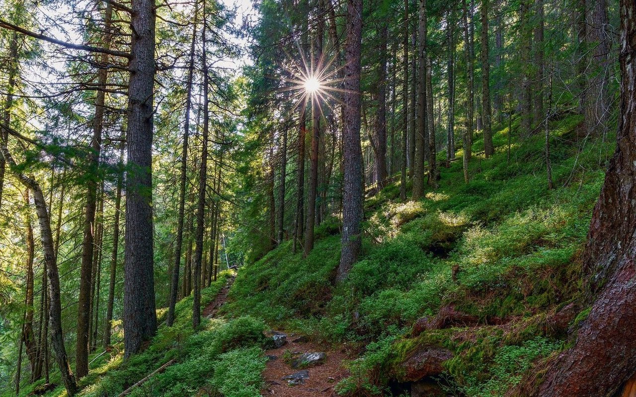 Dem Schweizer Wald geht es gut, seine Fläche nimmt immer weiter zu.
