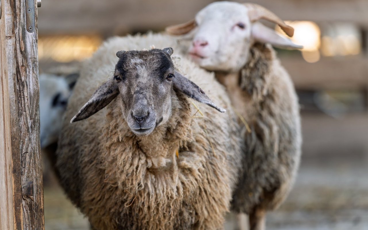 Das Bündner Oberländer Schaf ist eines von fünf seltenen Nutztierrassen des Zoos Zürich.