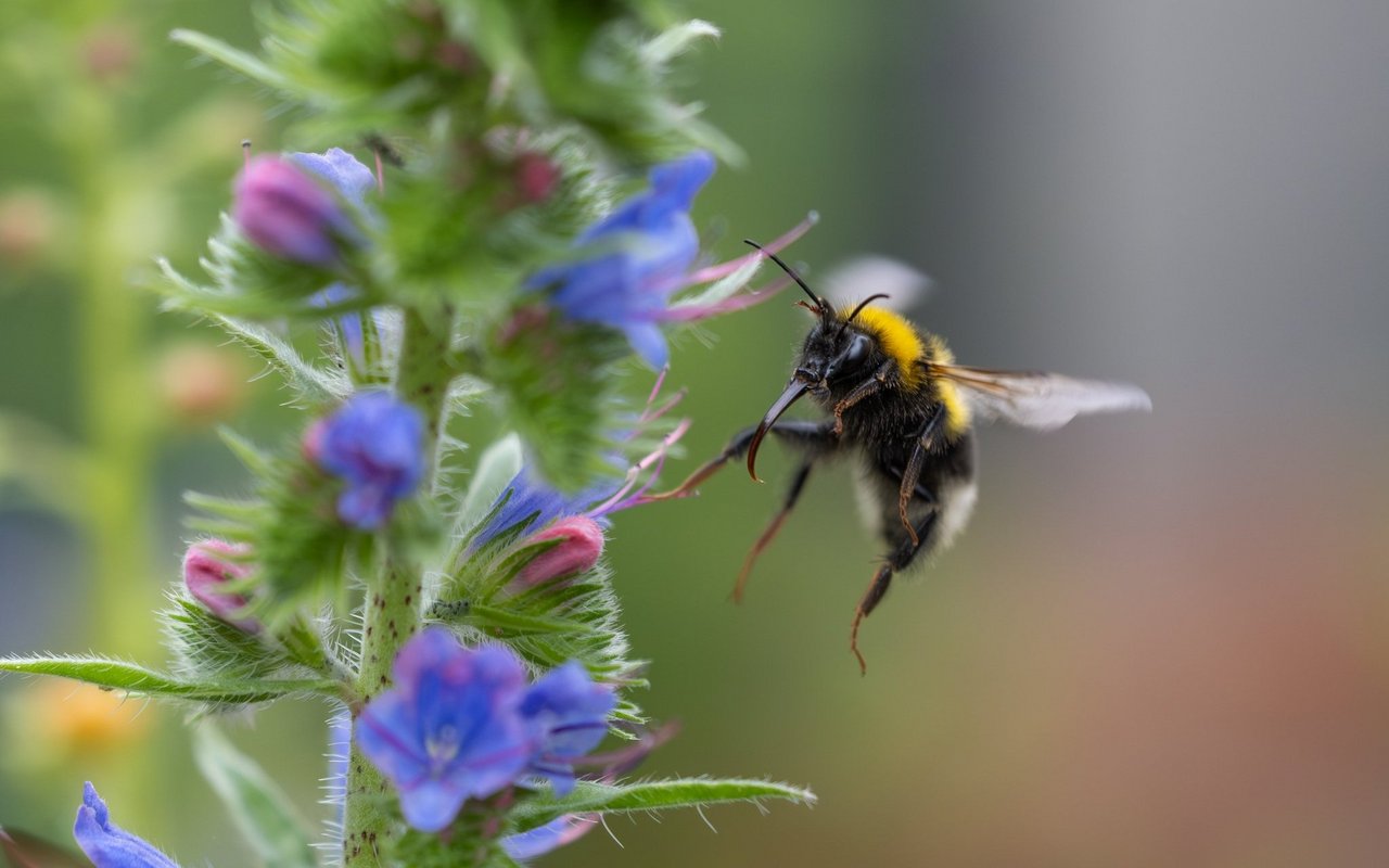 Auch Hummeln gehören zu den Wildbienenarten. Dieses Jahr sind sie aber keine Anwärter auf den Titel «Biene des Jahres».