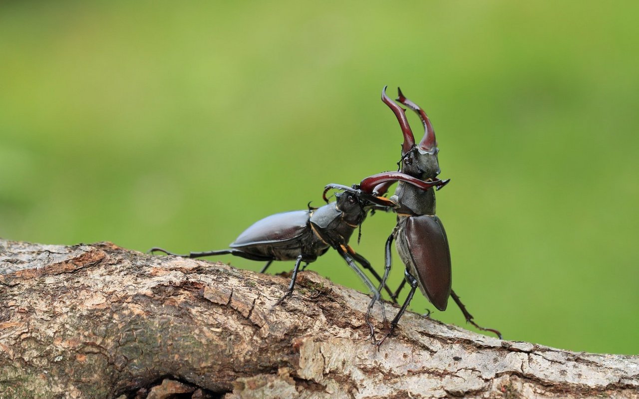 Hirschkäfer-Männchen schleudern einander durch die Luft.