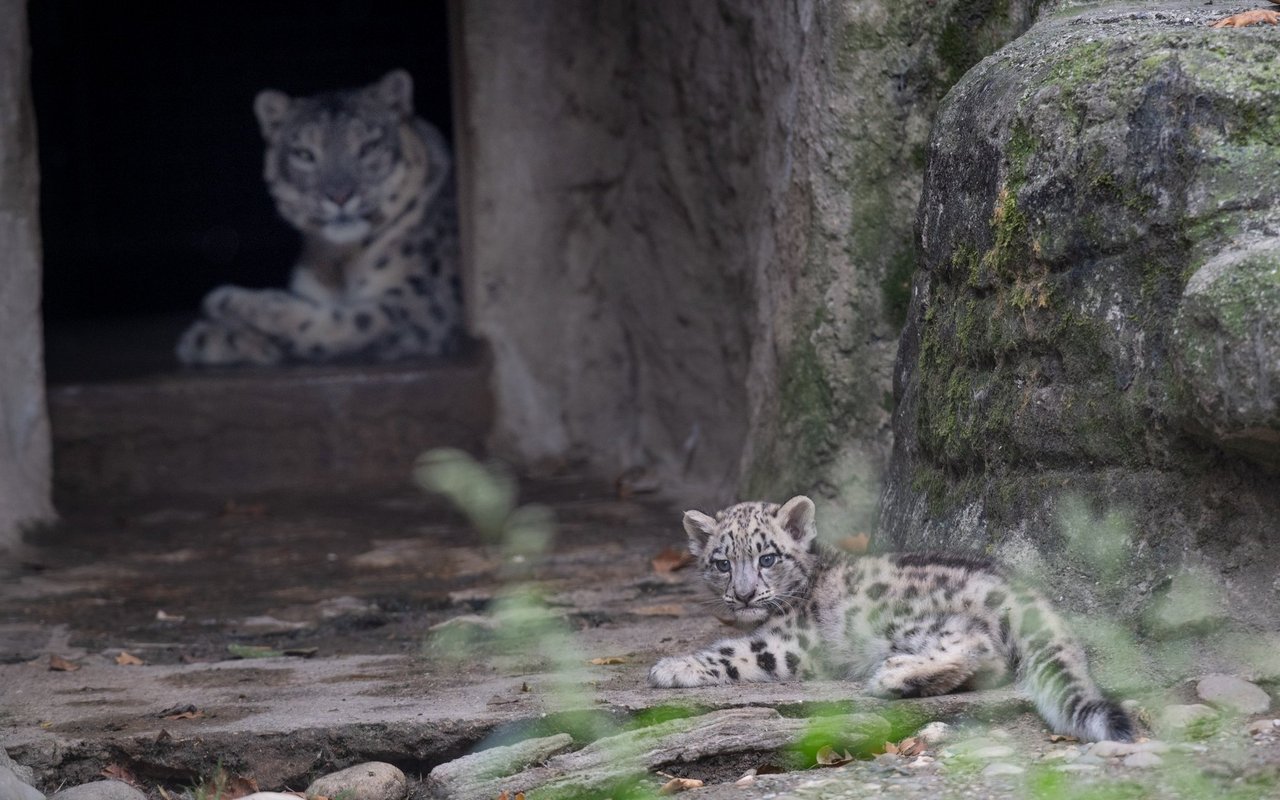 Jungtiere zu versorgen, ist nicht bei jeder Tierart gleich einfach.