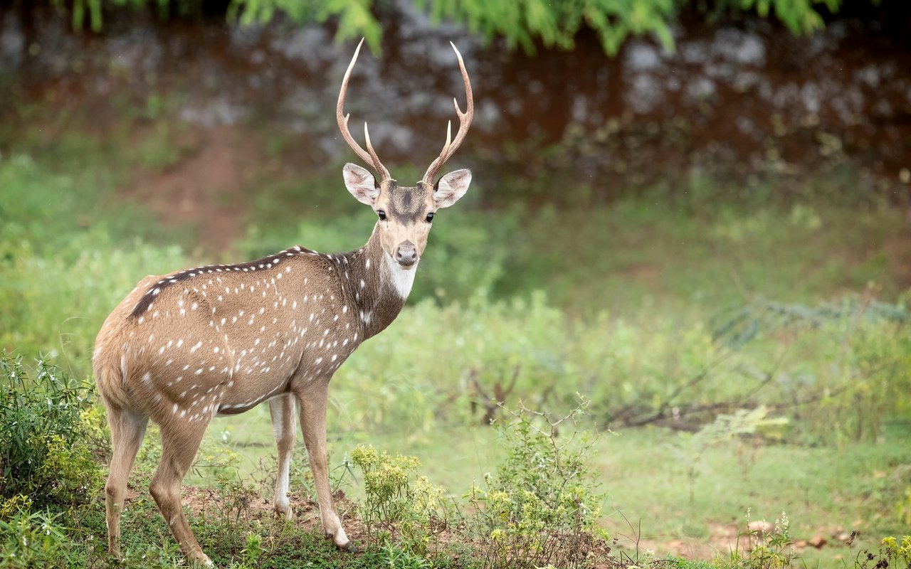 Hirscharten können sind hinsichtlich ihrer Grösse und ihres Gewichts sehr unterschiedlich.