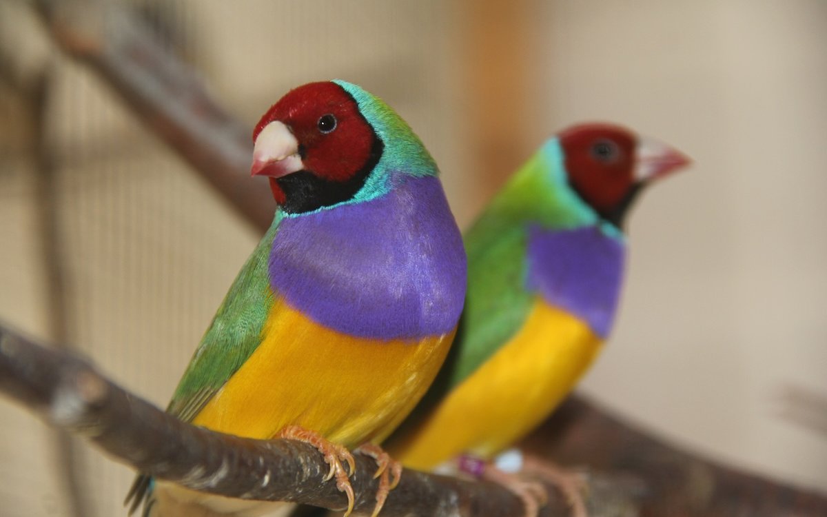 Gouldamadinen mit rotem Kopf. Es handelt sich Färbungsvariante, wie sie auch in der Natur vorkommt. 