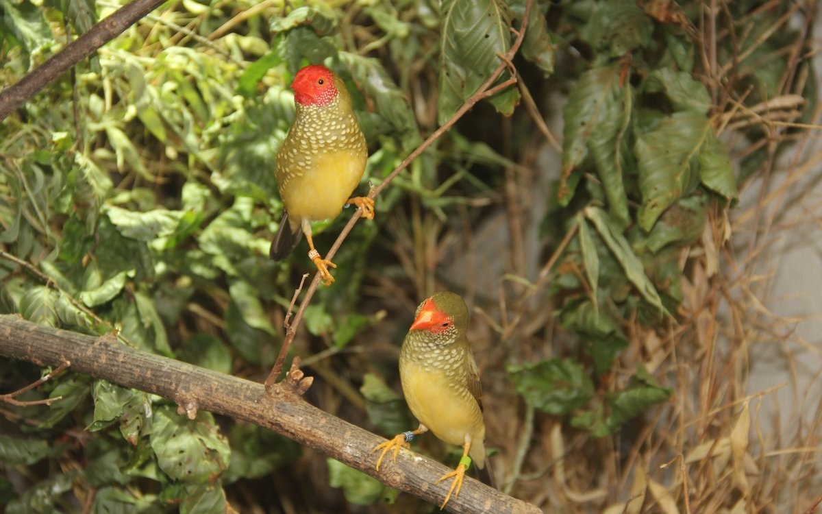 Die Geschlechtsunterschiede sind bei Binsenamadinen äusserlich zu erkennen. Hier sitzt das Männchen mit ausgedehnterer roten Gesichtsmaske oben. 