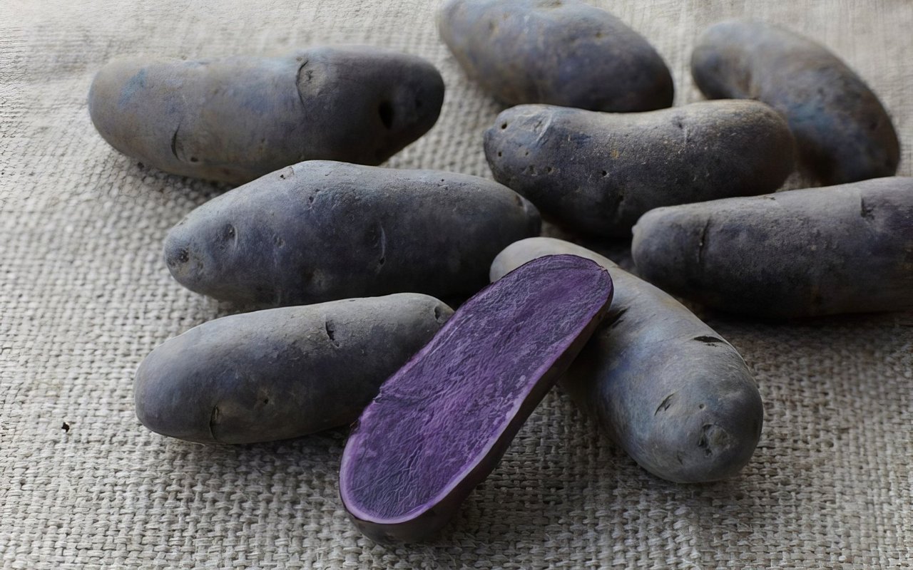 Die meisten blauen Kartoffeln verlieren ihre Farbe beim Erhitzen, doch die Blaue St. Galler bleibt auch nach dem Backen, Kochen oder Frittieren strahlend blau und ein echter Hingucker.