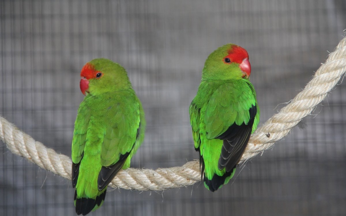Zwei männliche Tarantiner im Loro Parque auf Teneriffa. Männchen vertragen sich gut untereinander. 