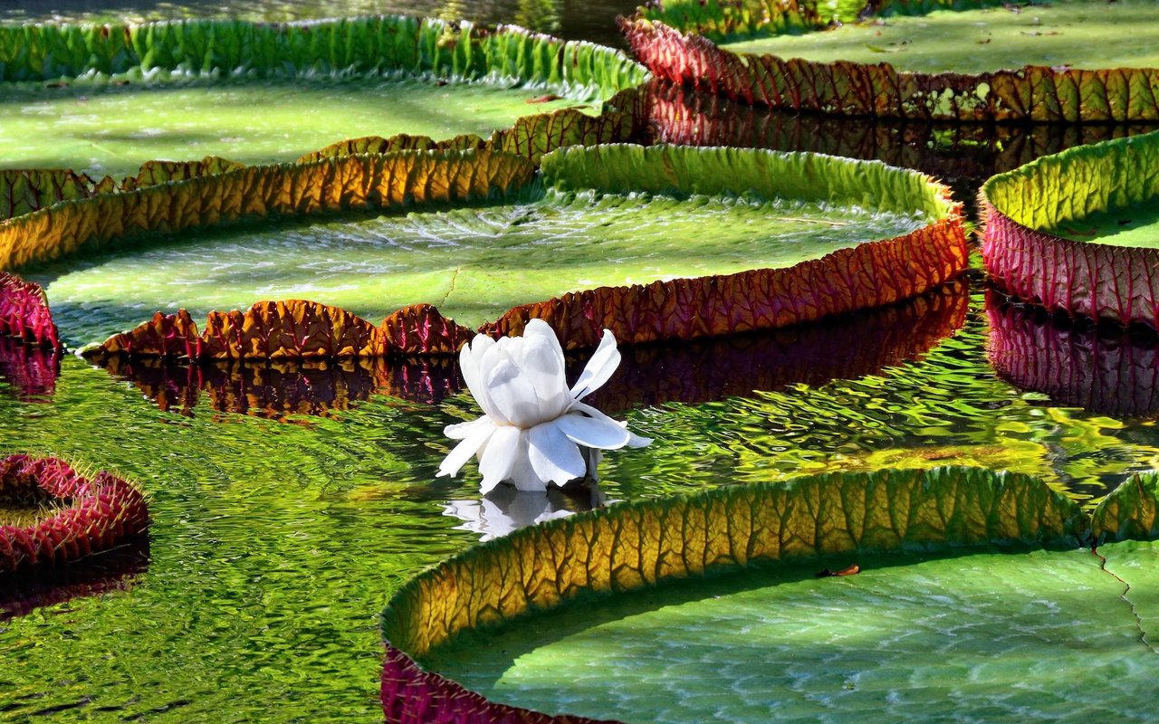 Dank der Amazonas-Riesenseerose sind auch Seerosen auf der Liste zu finden. 