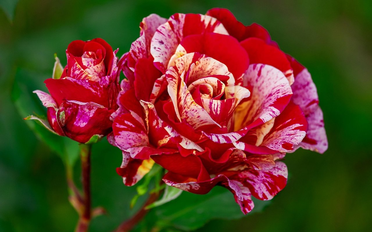 Eine schöne Rose kann ihren Preis haben. 