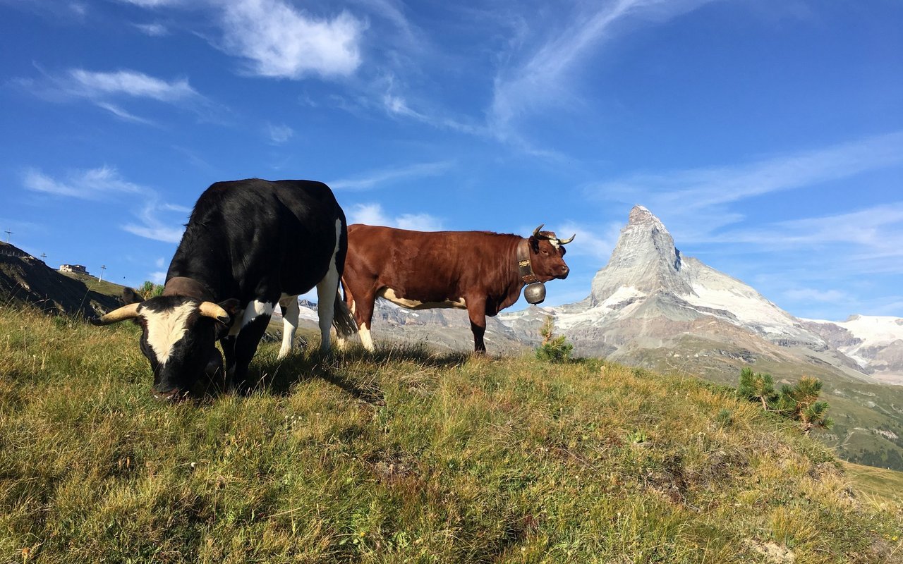 Evolènerkühe besitzen ein problemloses Fundament und sehr gute Klauen.