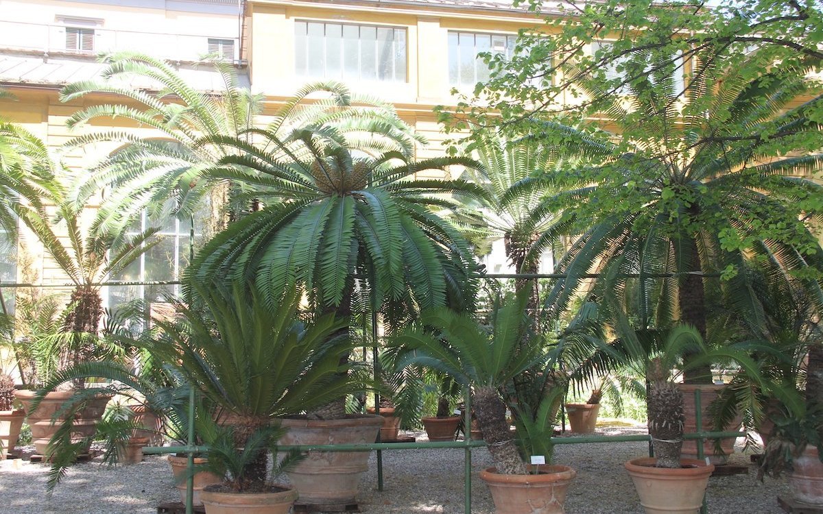 Palmfarne der Gattung Cycas und  Brotpalmfarne der Gattung Encephalartos als Kübelpflanzen im Botanischen Garten Giardino dei Semplici in Florenz. 