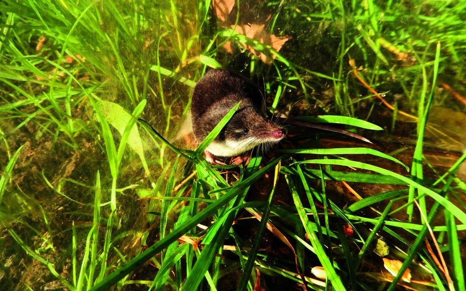 Die Wasserspitzmaus wurde im Sommer 2024 erstmals auf Stadtzürcher Boden nachgewiesen. Auf der Roten Liste ist sie als «gefährdet» eingestuft.