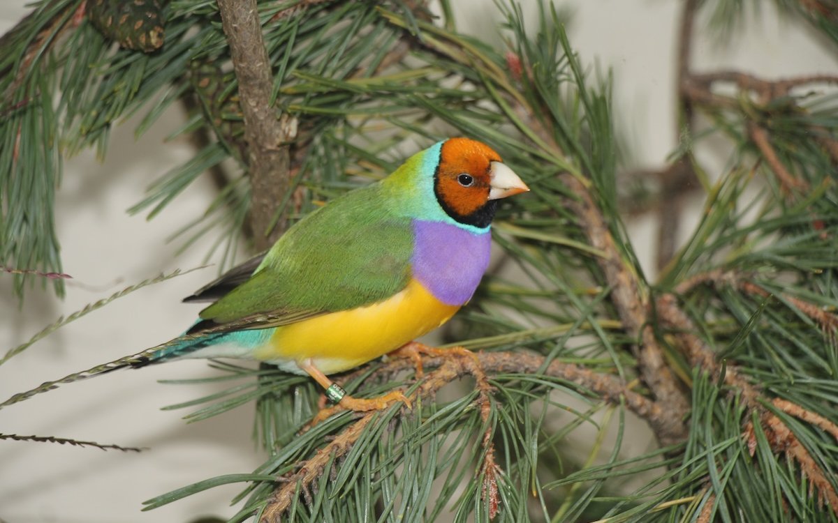 Gouldamadinen kommen auch in der Natur in drei verschiedenen Farbmorphen vor, hier die als gelbköpfige Variante bezeichnete Form.