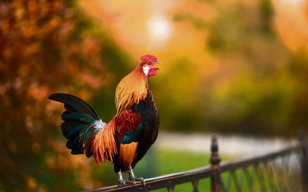 Die Haltung eines Hahns sollte gut überlegt sein, kann der Hühnerschar aber auch Vorteile bringen.