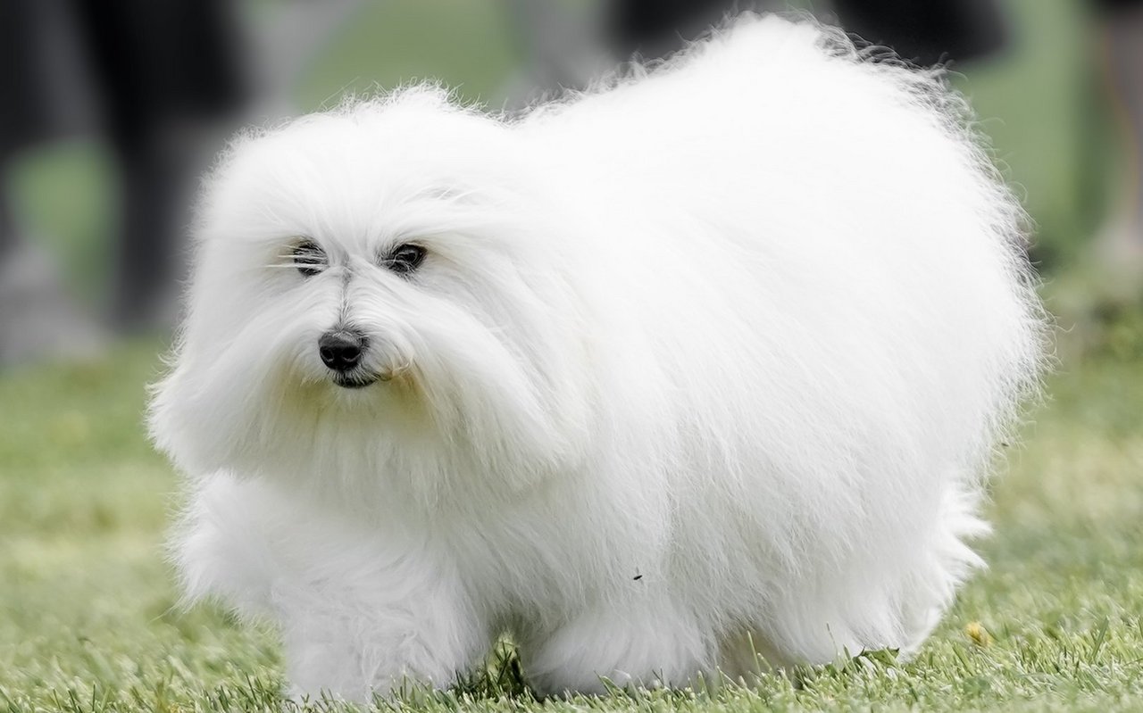 Typisch ist sein luftiges, baumwollartiges Fell, das nicht glatt herunterhängt, sondern wie ein weicher Wattebausch absteht.