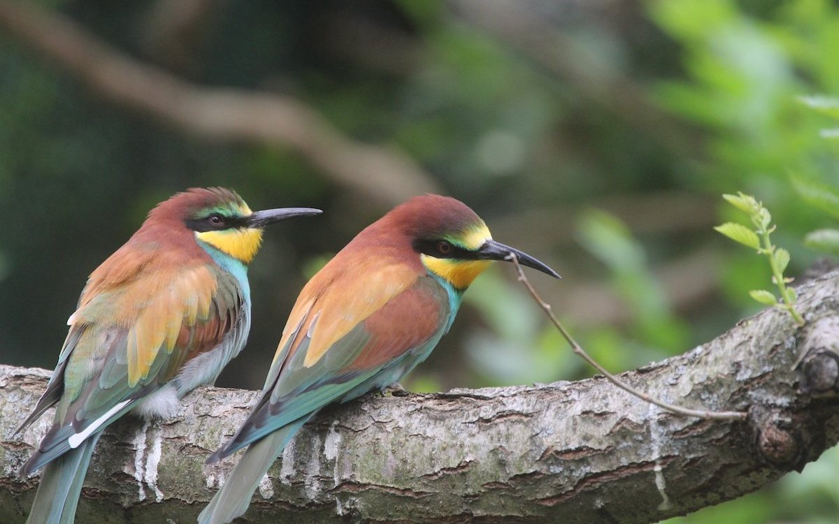 Das Gefieder der Bienenfresser unter Menschenobhut bleibt so bunt, da Tagetespulver verabreicht wird. 