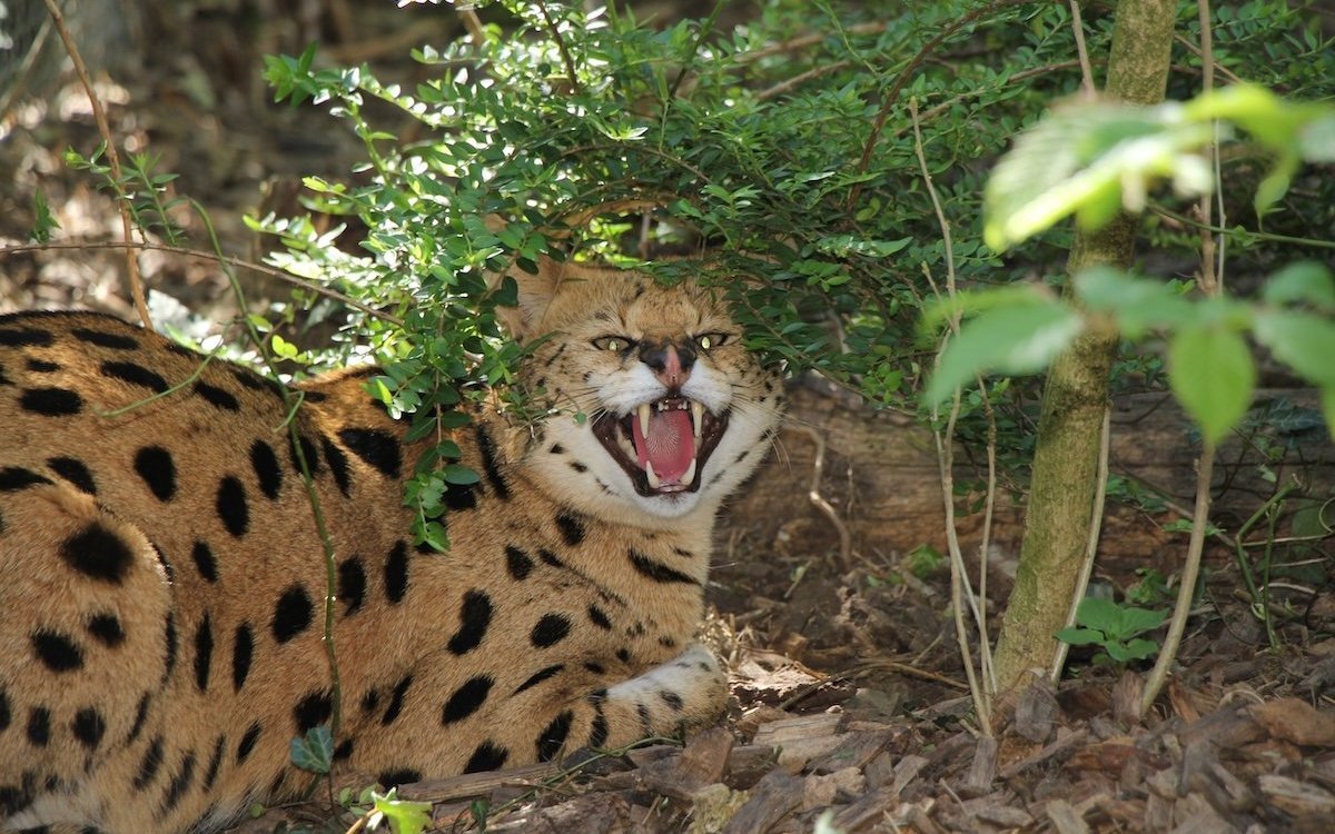 Savannah-Katzen der ersten Generation entstehen aus der Kreuzung von Serval (Bild) und Hauskatze. Das endet für die Katze oft tödlich. 