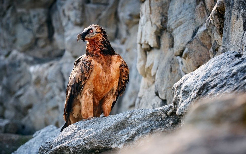 Warum Geier zu Unrecht einen schlechten Ruf haben – Naturschutzbiologe Livio Rey klärt auf.