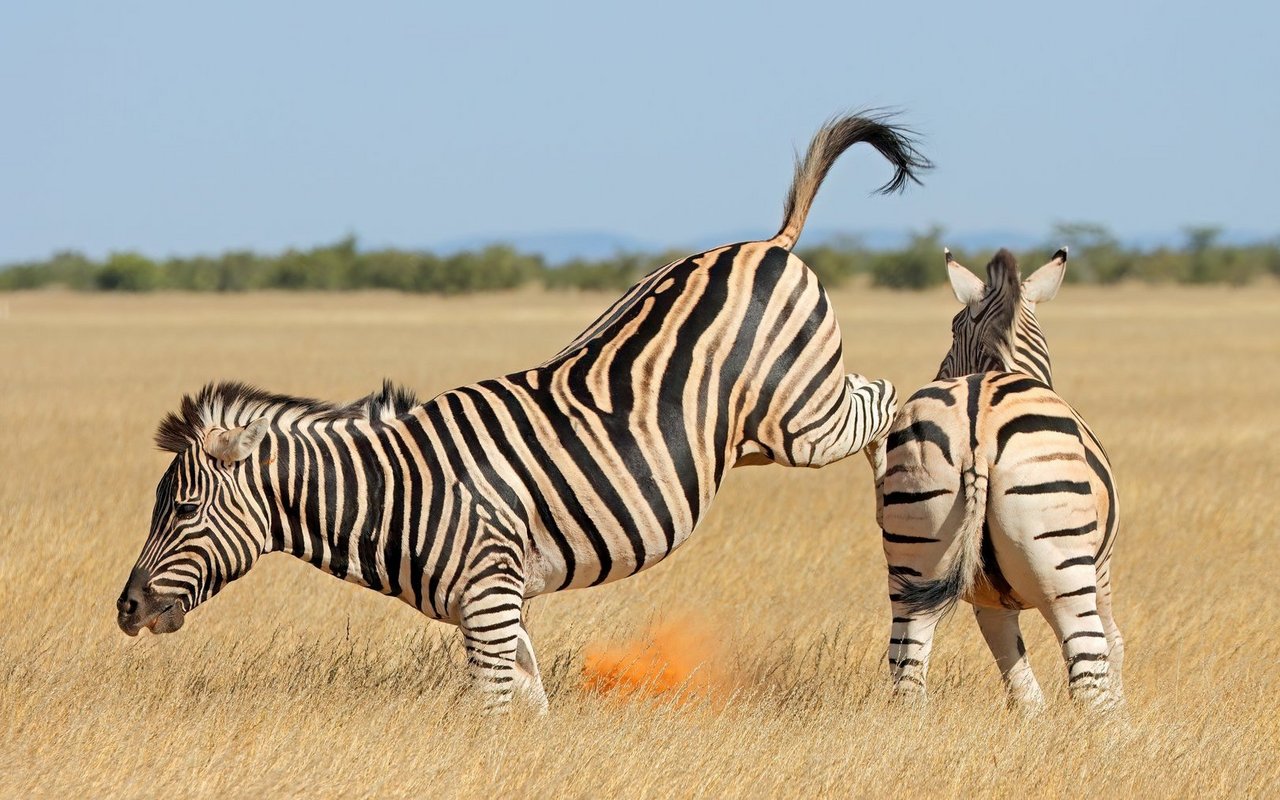 Was gibt es bei Kommentkämpfen zu gewinnen? Meist Weibchen.
