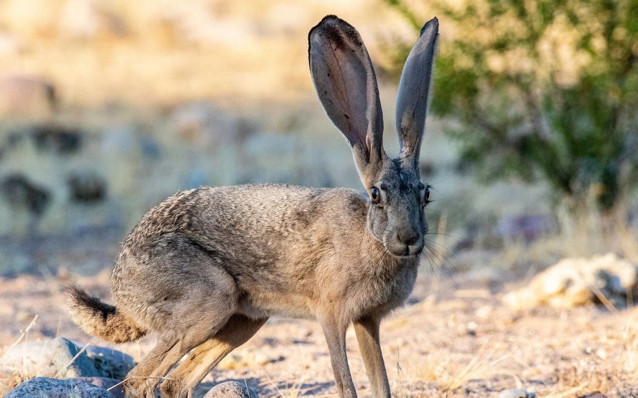 Hasen haben generell schon lange Ohren – der Eselhase übertrifft sie jedoch alle.
