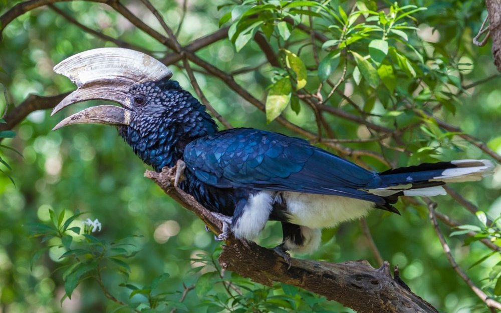 Silberwangen-Hornvogel in der Krone eines wilden Feigenbaums in Tansania.